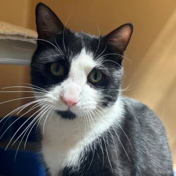 Domestic Short Hair Cats Available for Adoption in East Hanover, New Jersey - Lex Luther | PetCurious