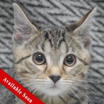 Tulip -  Tabby and Domestic Short Hair Cat for Adoption in Huntley, Illinois - Tulip | PetCurious