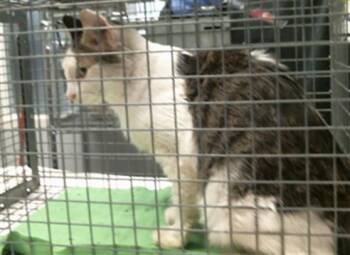 JESSICA -  Domestic Short Hair Cat for Adoption in Houston, Texas - JESSICA | PetCurious