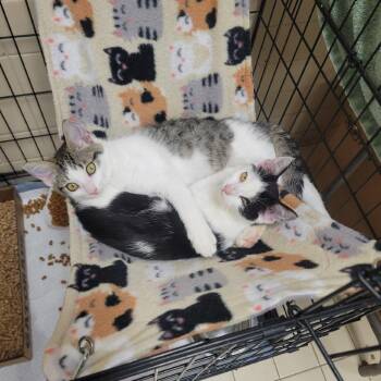 One Piece 2 -  Domestic Short Hair Cat for Adoption in Westminster, California - One Piece 2 | PetCurious