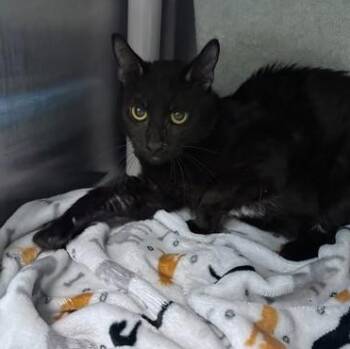 Echo -  Domestic Short Hair Cat for Adoption in Quincy, Massachusetts - Echo | PetCurious