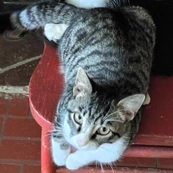 Domestic Short Hair Cats Available for Adoption in Bedford, New Hampshire - Nigel | PetCurious