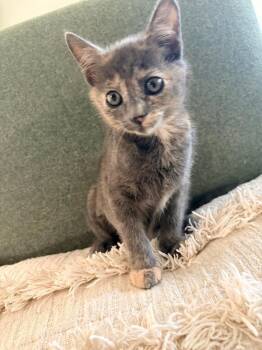 Mari -  Domestic Short Hair Cat Available for Adoption in Pasco, Washington - Mari | PetCurious