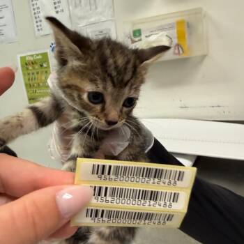 Hazelnut -  Domestic Medium Hair Cat for Adoption in Charleston, West Virginia - Hazelnut | PetCurious