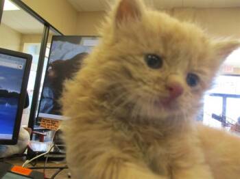 Domestic Short Hair Cats Available for Adoption in Ocala, Florida - SHIPPO | PetCurious