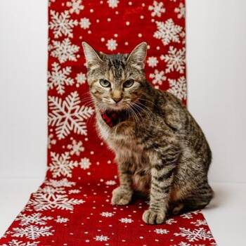 Rescue Manx Cats for Adoption in Springfield, Missouri - Rue | PetCurious