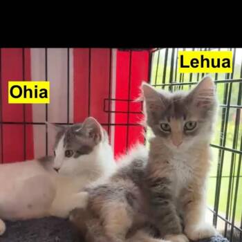 Lehua 54220 -  Domestic Short Hair Cat for Adoption in Las Vegas, Nevada - Lehua 54220 | PetCurious