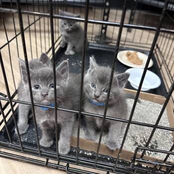 Jayden C11263 -  Domestic Short Hair Cat for Adoption - Jayden C11263 | PetCurious