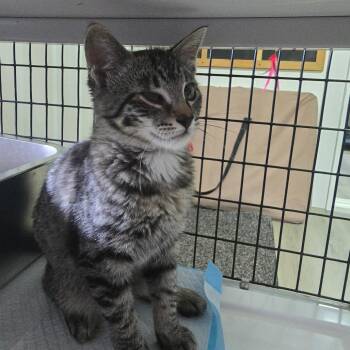 Shiloh -  Domestic Short Hair Cat for Adoption in Belfair, Washington - Shiloh | PetCurious