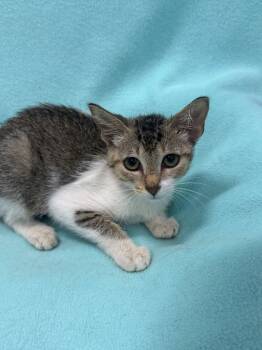 Rescue Domestic Short Hair Cats for Adoption in Denham Springs, Louisiana - Randi | PetCurious