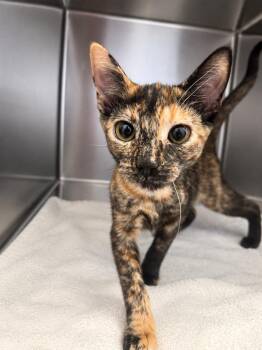 Mimsy -  Domestic Short Hair Cat for Adoption in Hilton Head Island, South Carolina - Mimsy | PetCurious