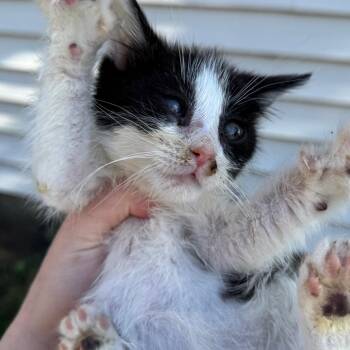 Domestic Short Hair Cats Available for Adoption in Rochester, Minnesota - Yin | PetCurious