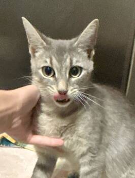 Rescue Domestic Short Hair Cats for Adoption in Roanoke, Virginia - Magic | PetCurious