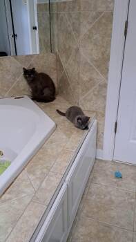 Q*Bert -  Russian Blue and Domestic Long Hair Cat for Adoption in Cary, North Carolina - Q*Bert | PetCurious