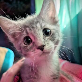 Reese -  Domestic Short Hair Cat for Adoption in San Diego, California - Reese | PetCurious
