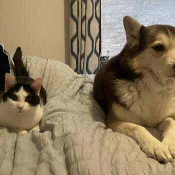 Domestic Short Hair Cats Available for Adoption - June | PetCurious