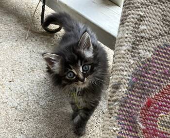 Domestic Short Hair Cats Available for Adoption in Manhattan, Kansas - Button | PetCurious