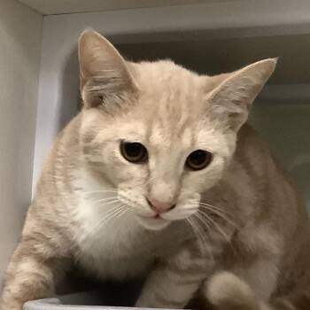 Brain -  Domestic Short Hair Cat for Adoption in Redwood City, California - Brain | PetCurious