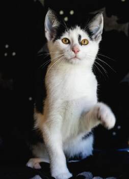 Rescue Domestic Short Hair Cats for Adoption in Alexandria, Virginia - Dr. Finkelstein | PetCurious