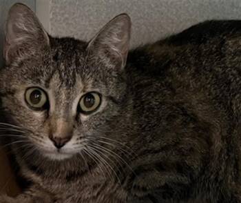 Domestic Short Hair Cats Available for Adoption in Dallas, Texas - GAMORA | PetCurious