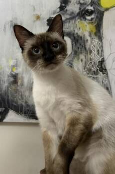 Destiny -  Siamese Cat for Adoption in Burnaby, British Columbia - Destiny | PetCurious
