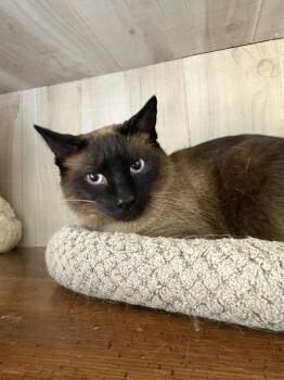 Siamese Cats Available for Adoption in Marion, Indiana - Handsome | PetCurious