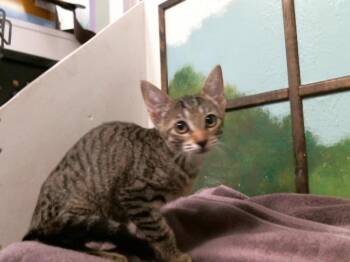 NEZUKO -  Domestic Short Hair Cat for Adoption in Houston, Texas - NEZUKO | PetCurious