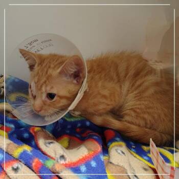 Kraft Single -  Domestic Short Hair Cat for Adoption in Dearborn, Michigan - Kraft Single | PetCurious