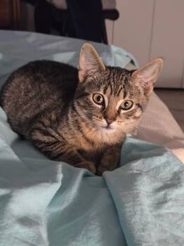 Rescue Domestic Short Hair Cats for Adoption in Brighton, New York - Danny | PetCurious