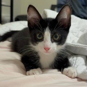 Darmanitan -  Domestic Short Hair Cat for Adoption in Oak Park, Illinois - Darmanitan | PetCurious