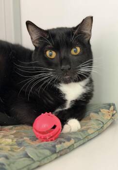 Domestic Short Hair Cats Available for Adoption in Alexandria, Virginia - Potbelly | PetCurious
