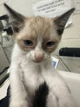 A272903 -  Siamese Cat for Adoption in Chula Vista, California - A272903 | PetCurious