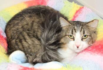 Rescue Domestic Medium Hair Cats for Adoption in Medfield, Massachusetts - Cooper | PetCurious