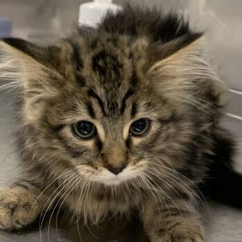 Rescue Domestic Long Hair Cats for Adoption in Washburn, Missouri - Chanel | PetCurious