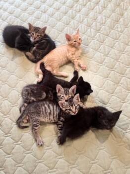 Apollo -  Domestic Short Hair Cat for Adoption in Valley Park, Oklahoma - Apollo | PetCurious
