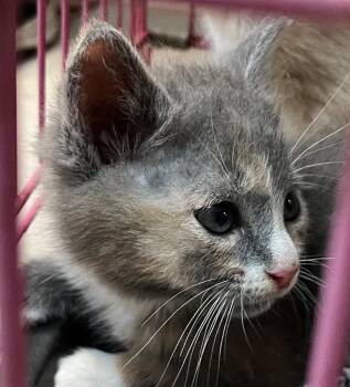 Vhagar -  Domestic Short Hair Cat for Adoption in Burnsville, North Carolina - Vhagar | PetCurious