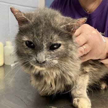 Junebug -  Domestic Long Hair Cat for Adoption in Dekalb, Illinois - Junebug | PetCurious