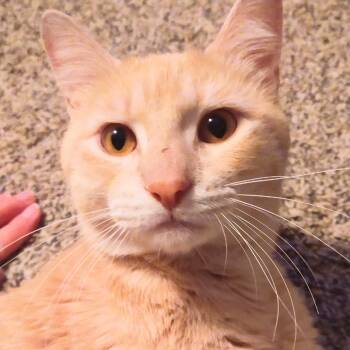 Rescue Domestic Short Hair Cats for Adoption in Abingdon, Maryland - 0725-94 Marvin | PetCurious