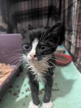 Wizzer -  Domestic Short Hair Cat for Adoption in Virginia Beach, Virginia - Wizzer | PetCurious