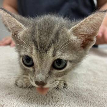 Hibiscus -  Domestic Short Hair Cat for Adoption in Corpus Christi, Texas - Hibiscus | PetCurious