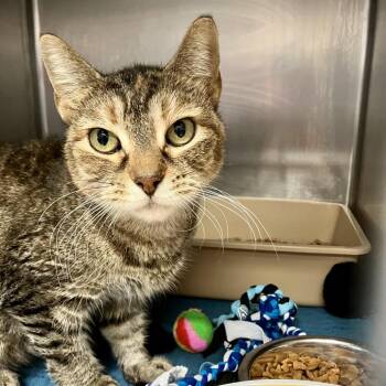 1487-C26 -  Domestic Short Hair Cat for Adoption in Port Charlotte, Florida - 1487-C26 | PetCurious