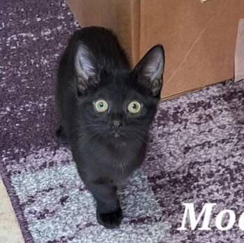 Rescue Domestic Short Hair Cats for Adoption in Vine Grove, Kentucky - Moana | PetCurious