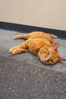 Tabby Cats Available for Adoption in West Hollywood, California - Peaches | PetCurious