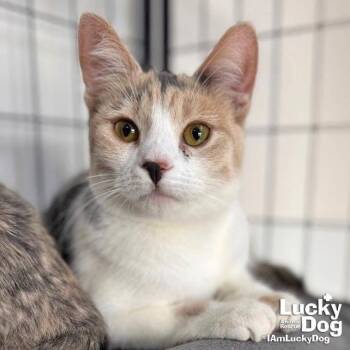 Domestic Short Hair Cats Available for Adoption - Shelly | PetCurious
