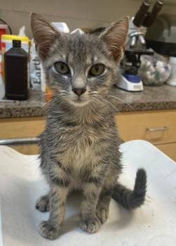 DAFFY -  Domestic Short Hair Cat for Adoption in Elizabethton, Tennessee - DAFFY | PetCurious