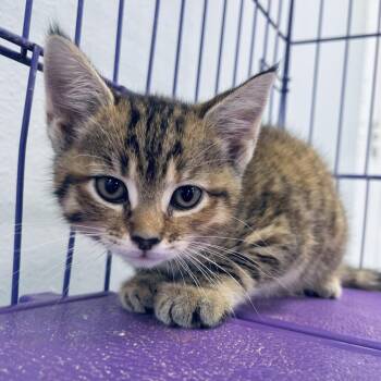 Arrow -  Domestic Short Hair Cat for Adoption in Duncan, Oklahoma - Arrow | PetCurious