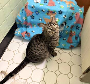 Rescue Domestic Short Hair Cats for Adoption in Chicago, Illinois - Aksel | PetCurious