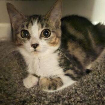 Domestic Short Hair and Tabby Cats Available for Adoption - Maelle | PetCurious