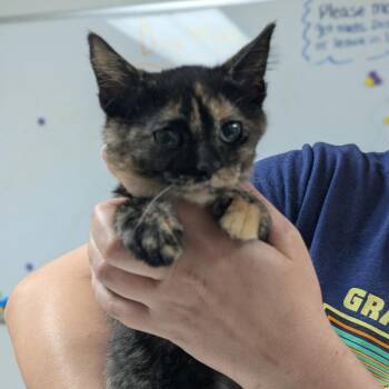 Stella -  Domestic Short Hair Cat for Adoption in Canton, Illinois - Stella | PetCurious