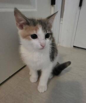 Graycie -  Calico and Domestic Short Hair Cat for Adoption in Buford, Georgia - Graycie | PetCurious